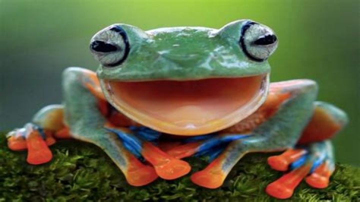 Unraveling The Mystery Of The Frog Coming Out Of Woman Video