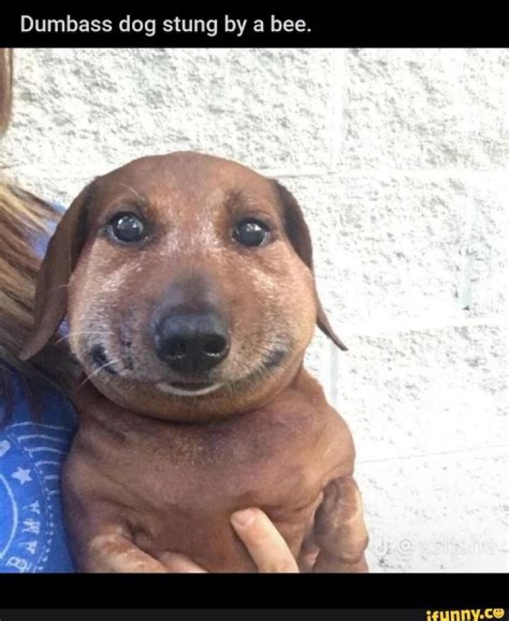 When Humor Bites: The Dog Stung By Bee Meme Phenomenon